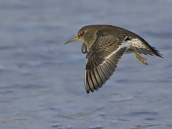 Merisirri, Purple Sandpiper, Calidris maritima